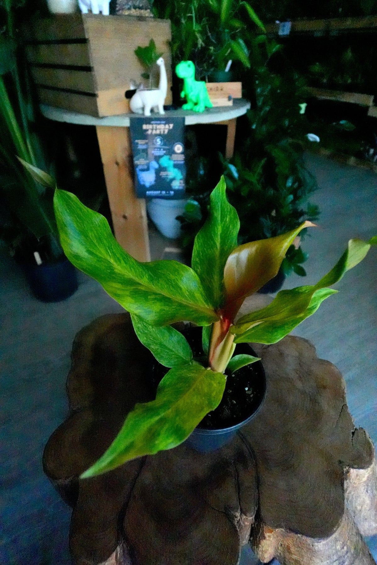 Philodendron Orange Marmalade 6"