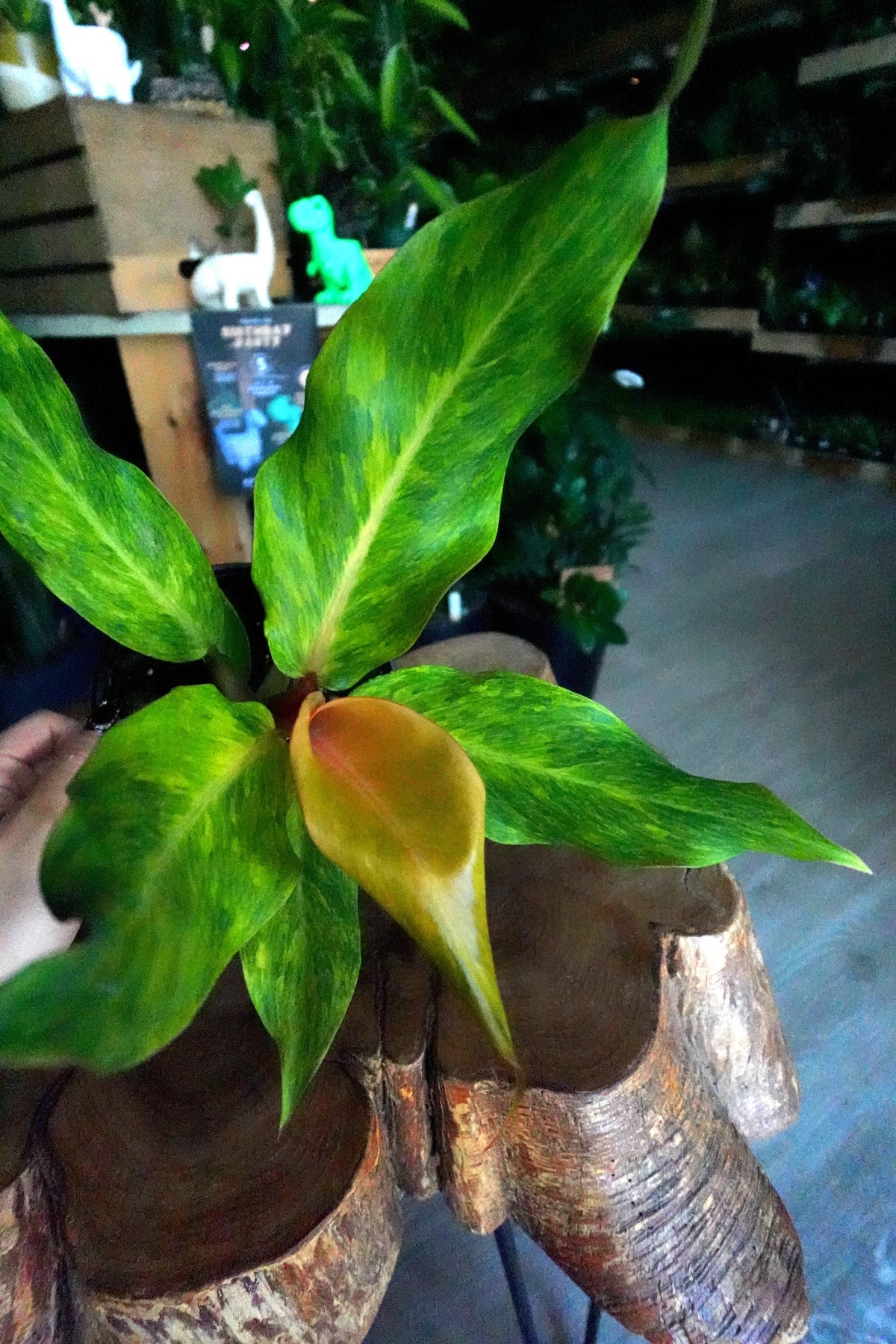 Philodendron Orange Marmalade 6"