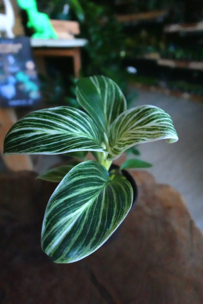 Philodendron White Measure 4"