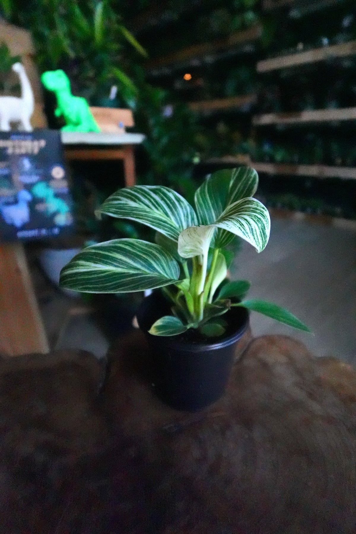 Philodendron White Measure 4"