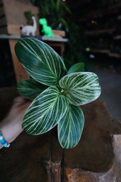 Philodendron White Measure 4"