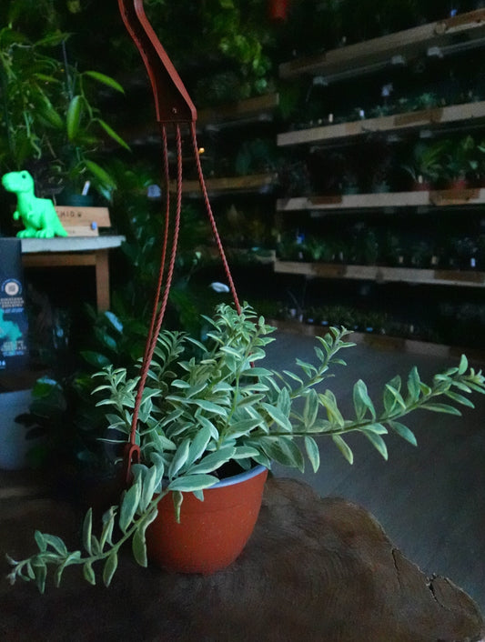 Lipstick Plant 6" HB