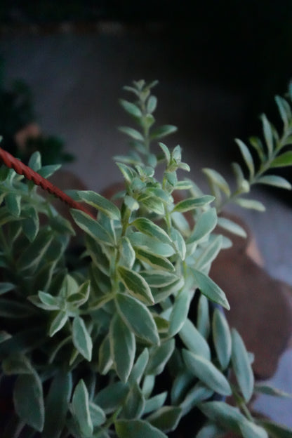 Lipstick Plant 6" HB