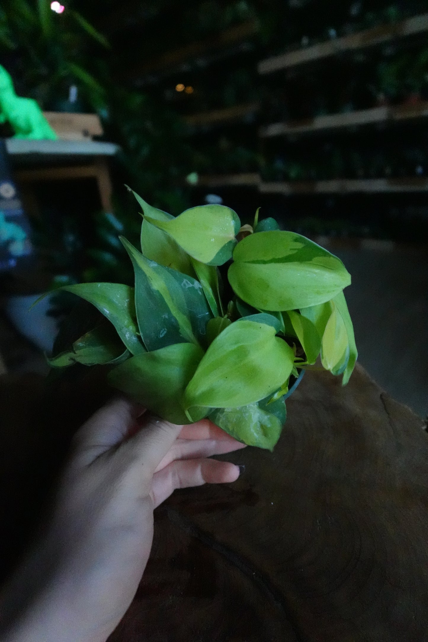 Philodendron Brasil 4"