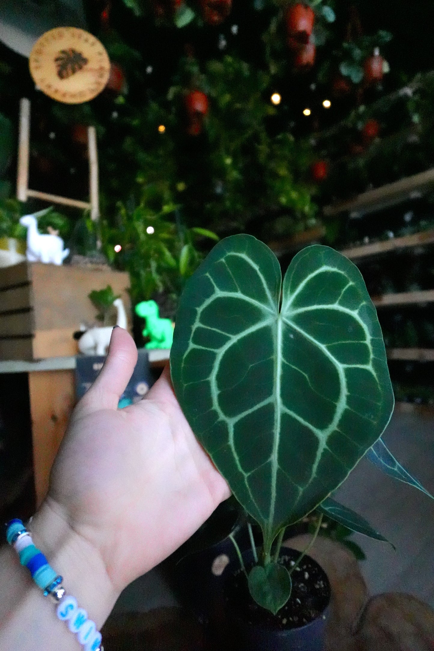 Anthurium Clarinervium 4"