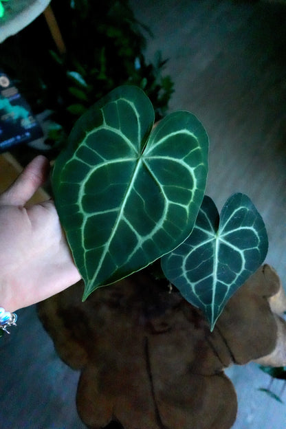 Anthurium Clarinervium 4"