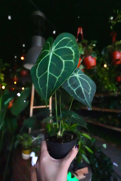 Anthurium Clarinervium 4"