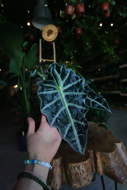 Alocasia Polly 4"