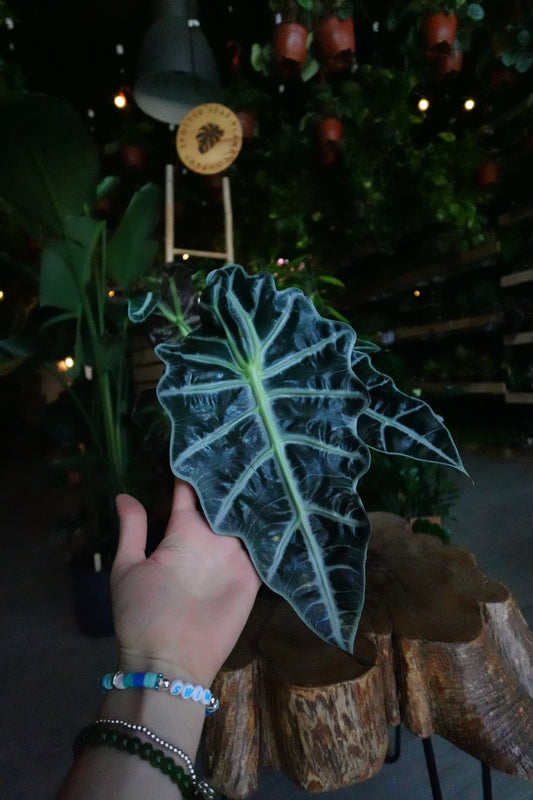 Alocasia Polly 4"