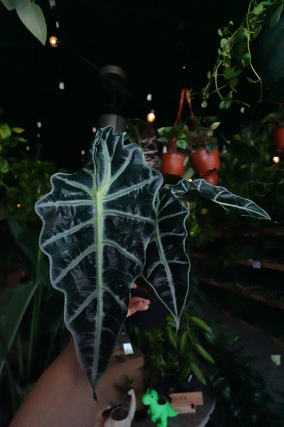 Alocasia Polly 4"