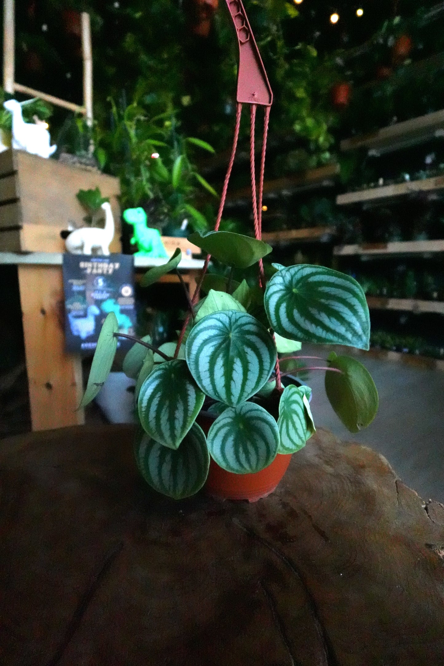 Peperomia Watermelon 6"
