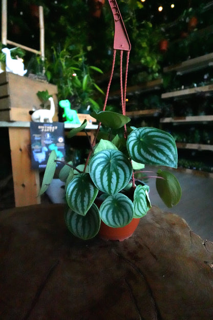 Peperomia Watermelon 6"