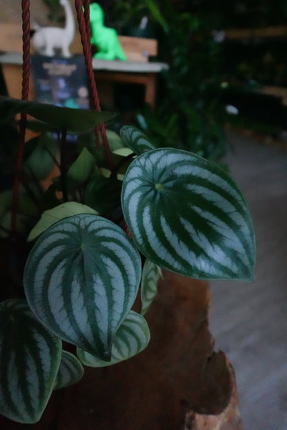Peperomia Watermelon 6"
