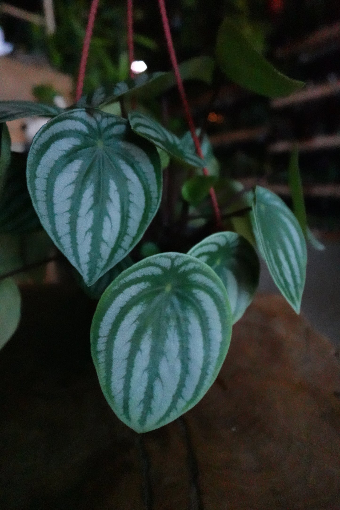Peperomia Watermelon 6"