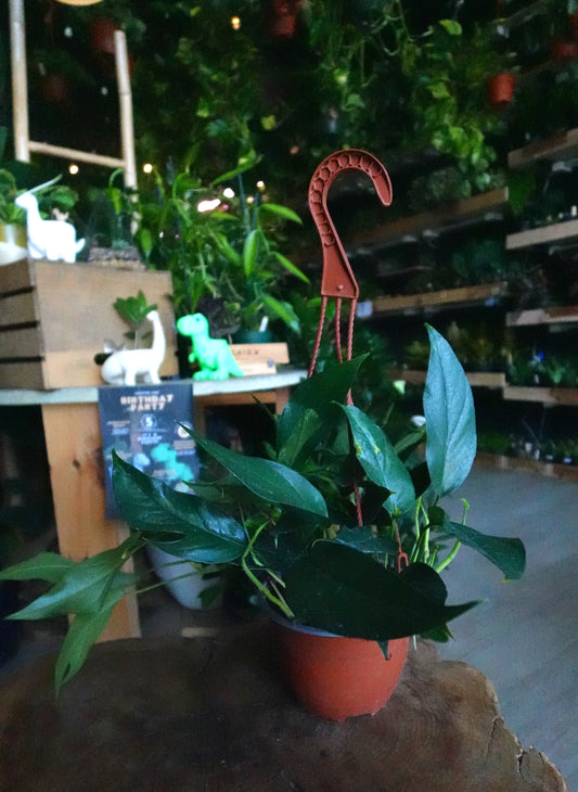 Pothos Baltic Blue 6" HB