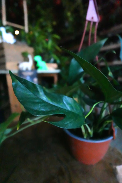 Pothos Baltic Blue 6" HB