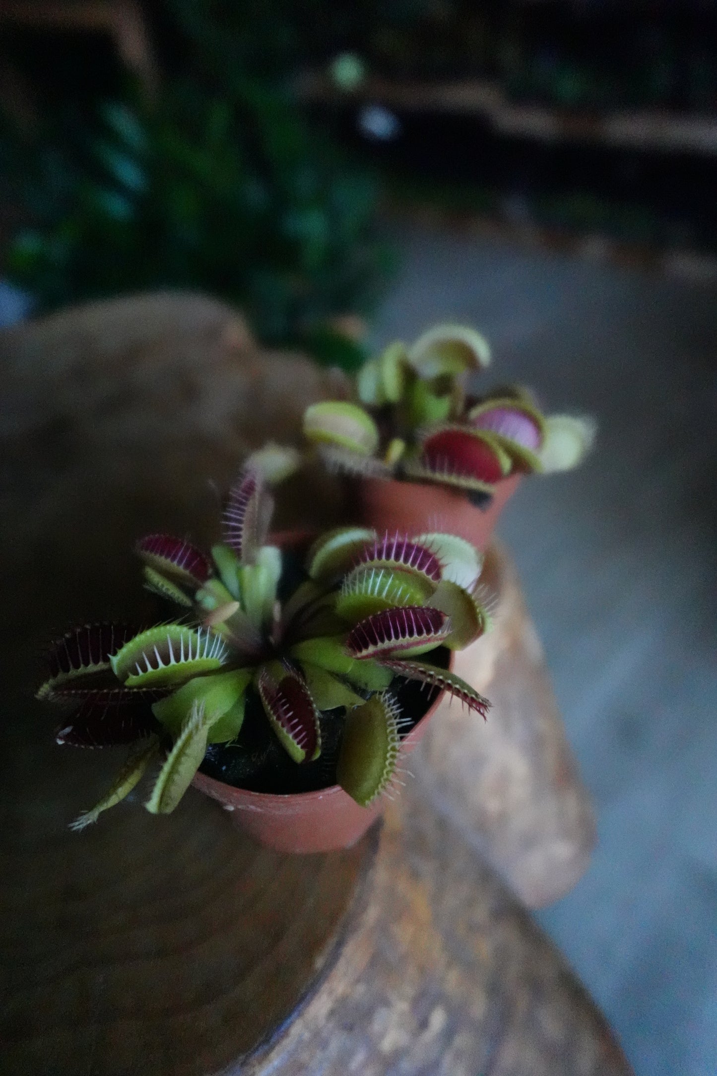 Venus Fly Trap 2”
