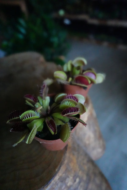 Venus Fly Trap 2”