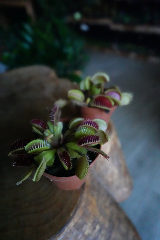 Venus Fly Trap 2”
