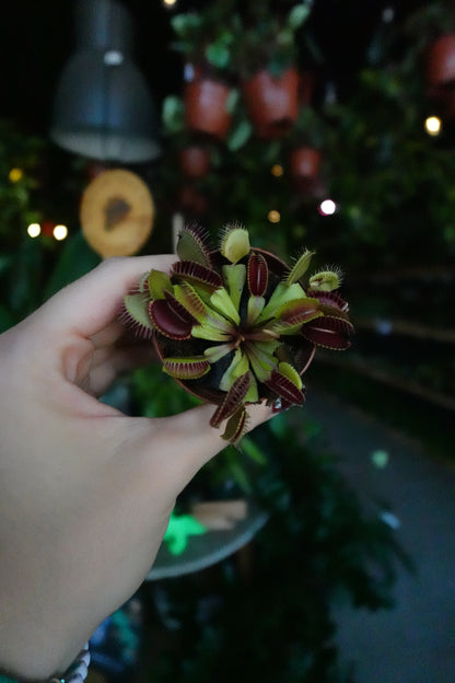 Venus Fly Trap 2”
