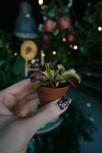 Venus Fly Trap 2”