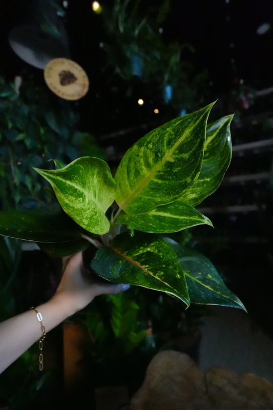Aglaonema Green Papaya 5"