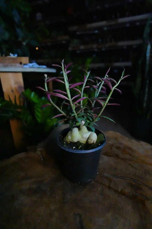 Red Monadenium 4"