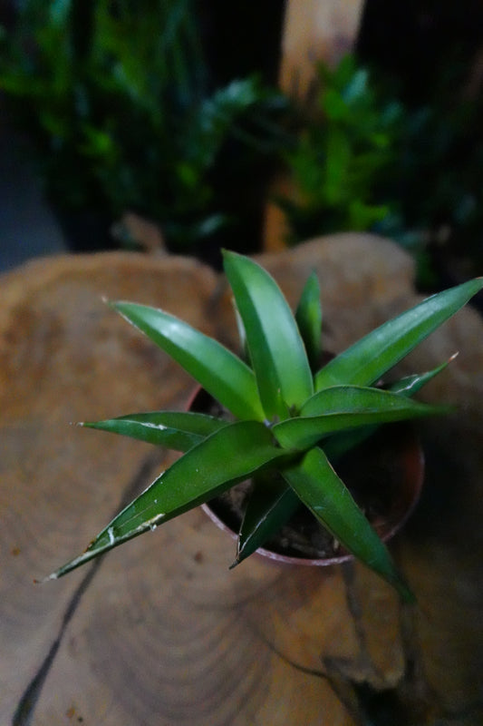Sansevieria Green Tower 4"