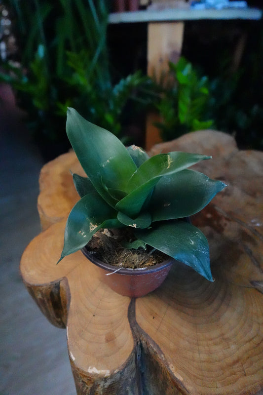 Sansevieria Black Jade 4"