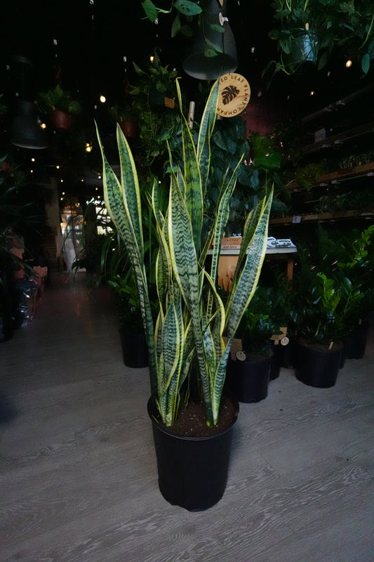 Sanseveria Laurentii (Snake Plant) 12"