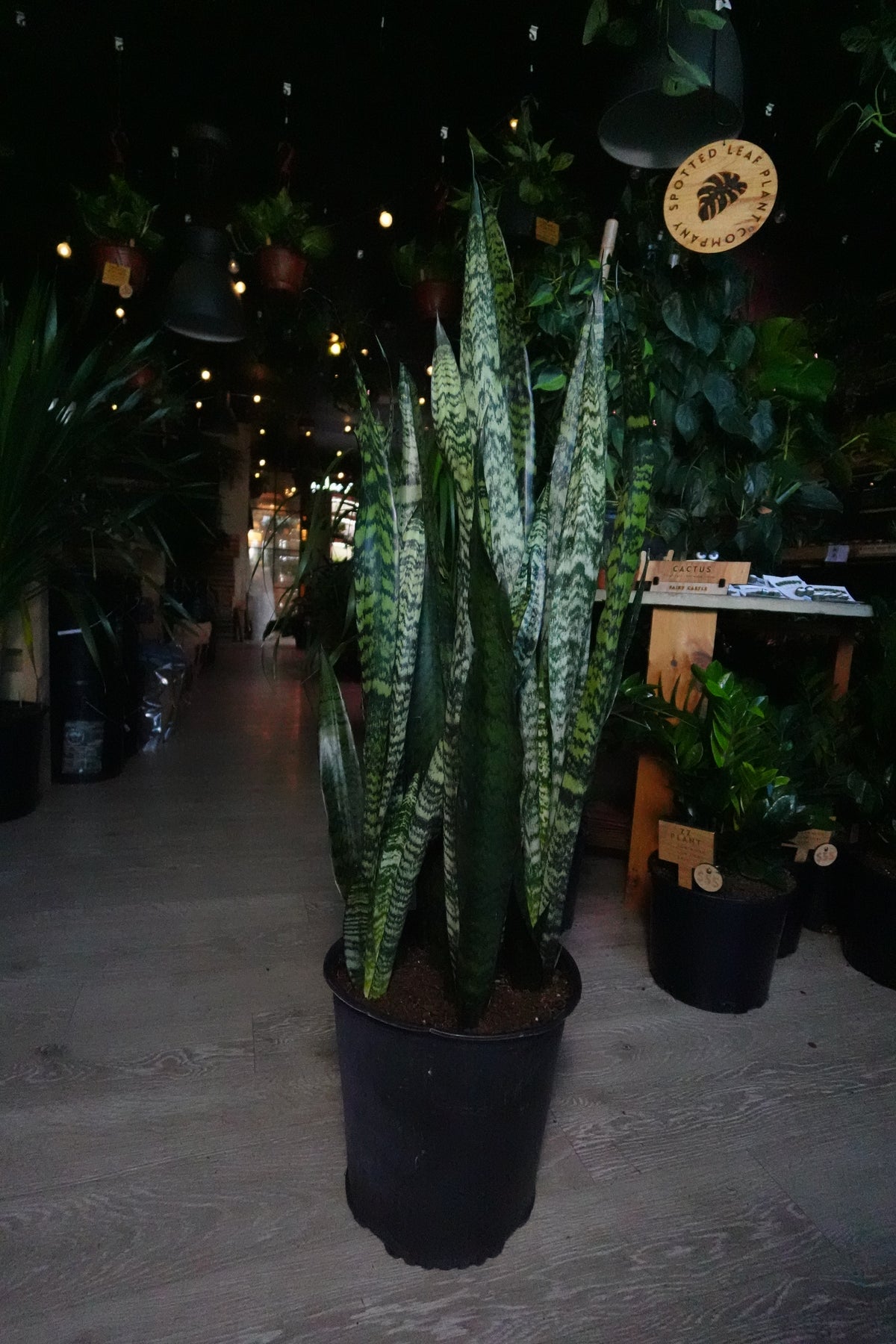 Sanseveria Zeylanica (Green Snake) 12"