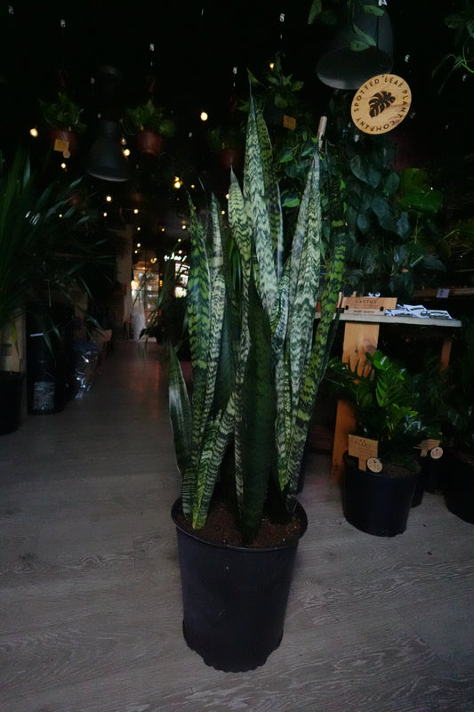 Sanseveria Zeylanica (Green Snake) 12"