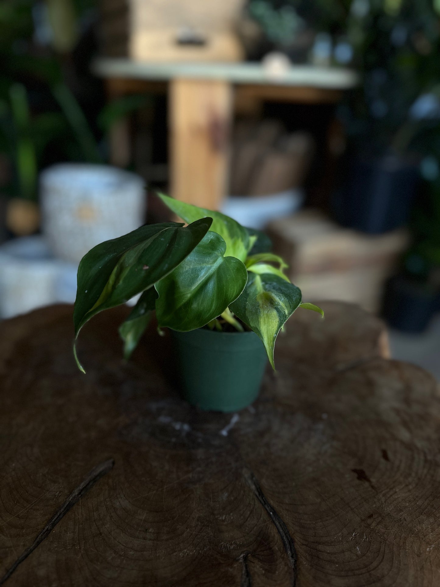 Philodendron Brasil 4"