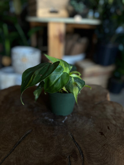 Philodendron Brasil 4"