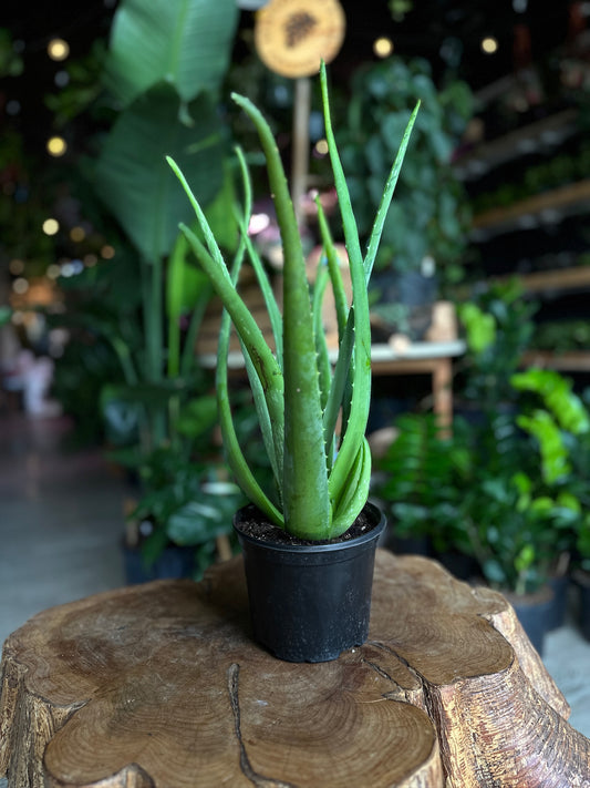 Aloe Vera 6”