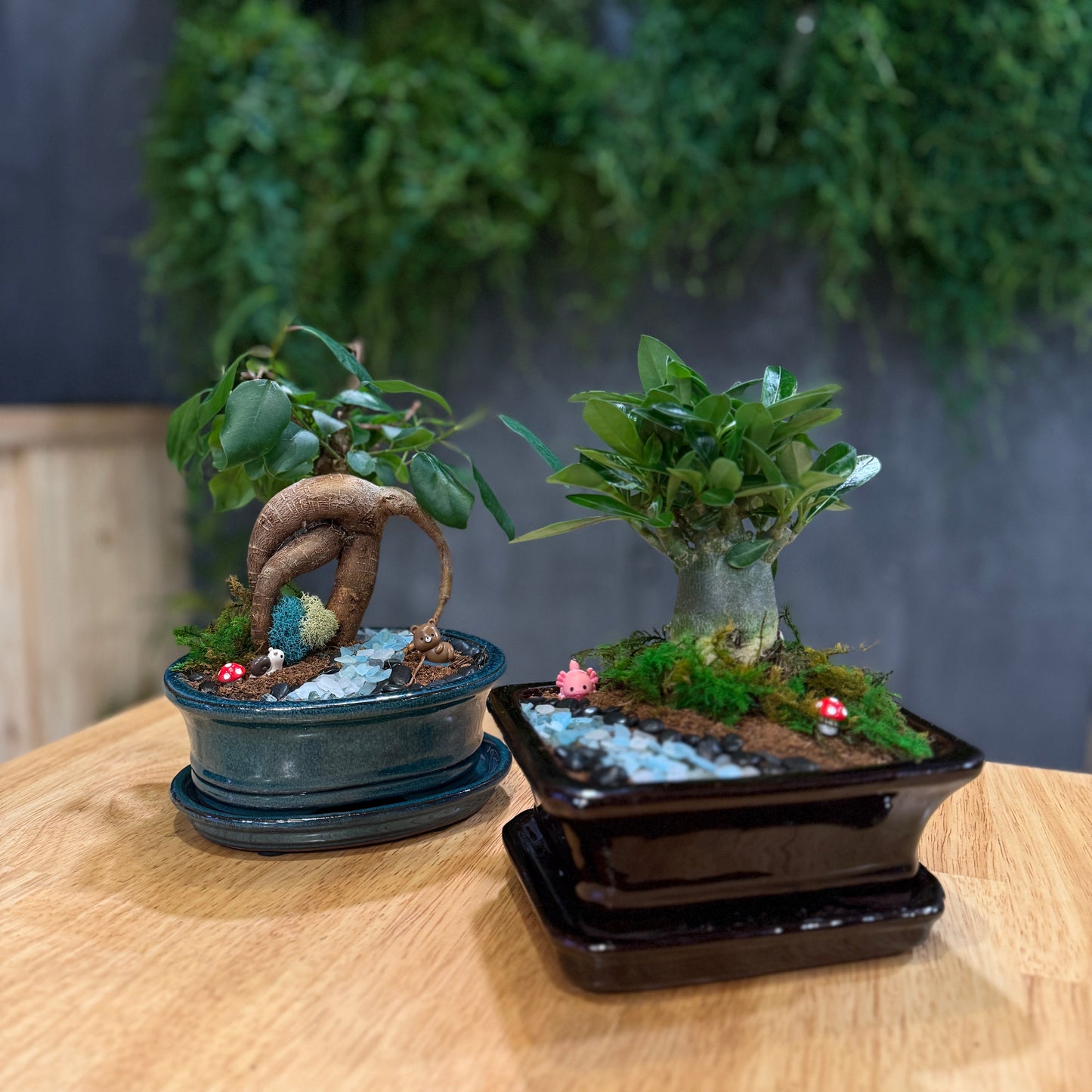 Two miniature bonsai trees in decorative ceramic pots, displayed on a light wood table with a blurred green foliage background.