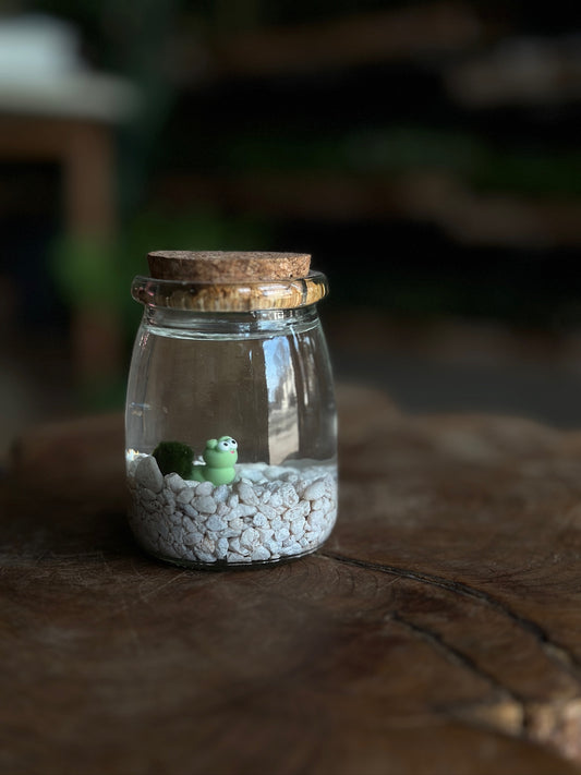 Marimo Moss Ball – Small