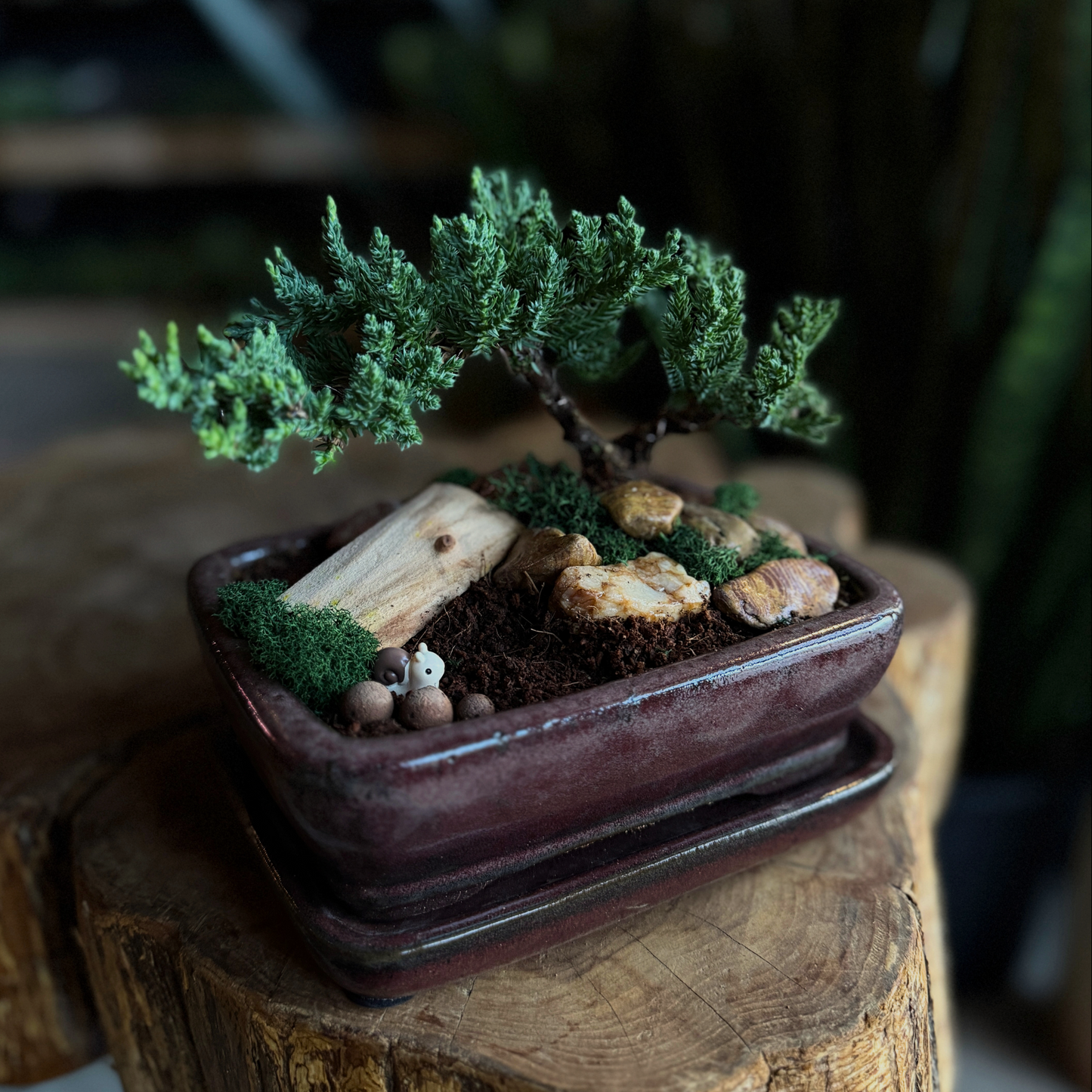 A small green bonsai-style tree in a dark brown rectangular ceramic pot with a saucer, styled with moss, pebbles, and a small wooden piece, displayed on a rustic tree stump.