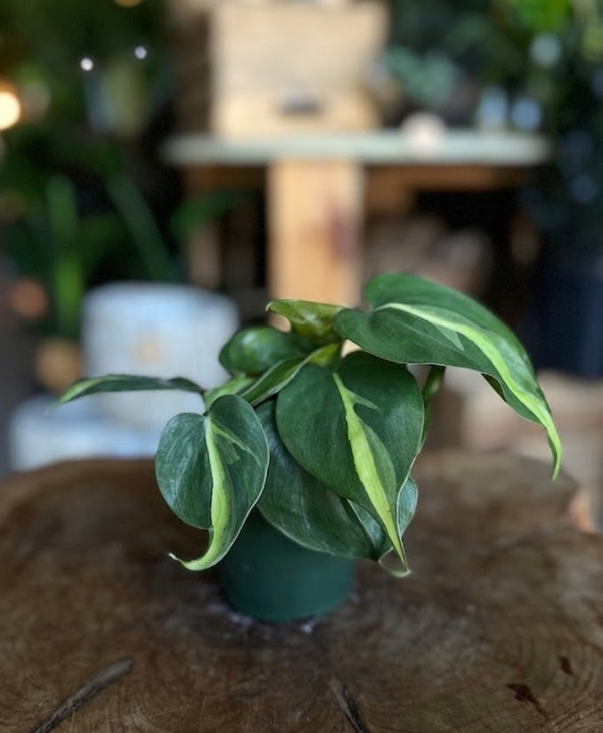 Philodendron Brasil 4"