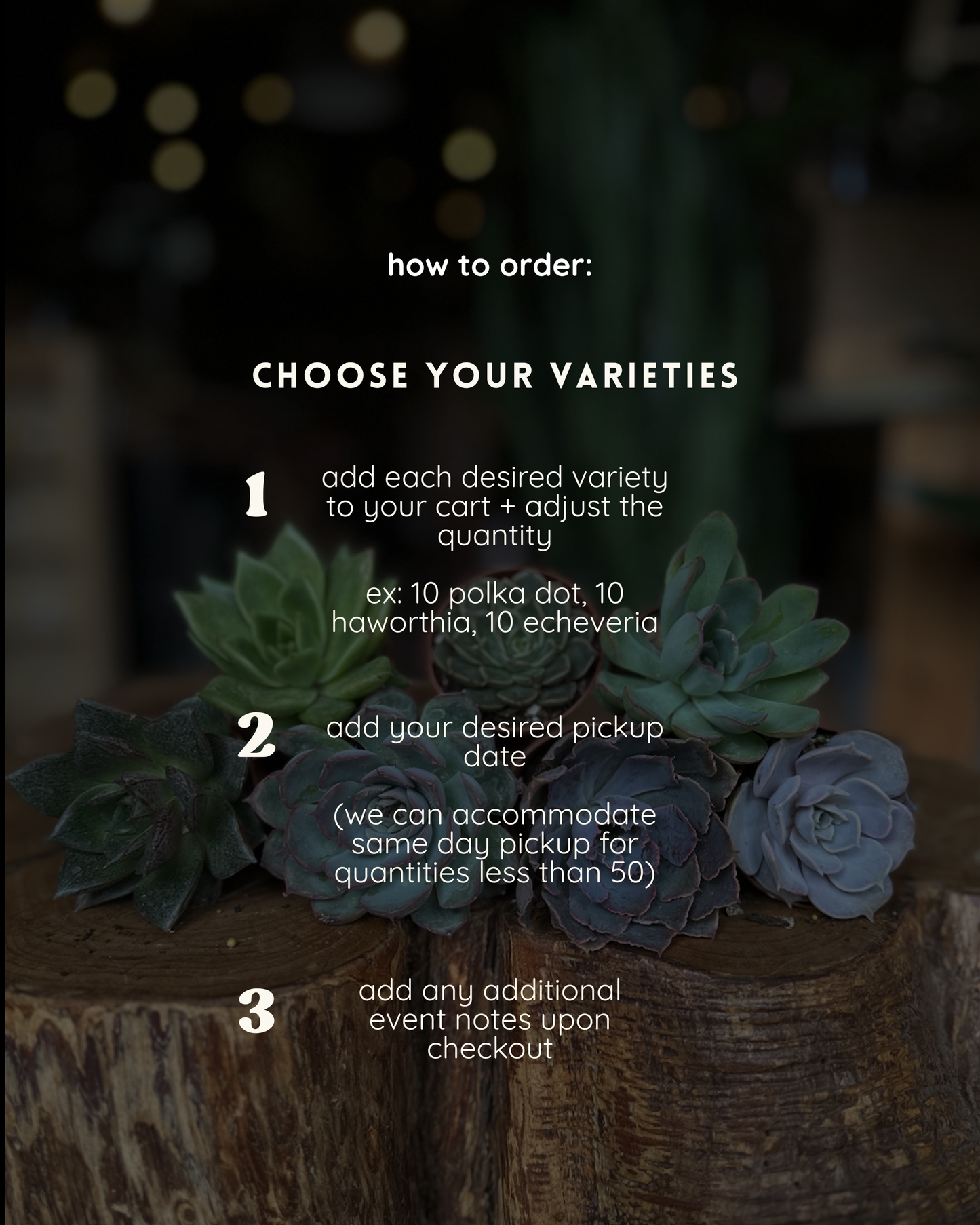 succulent & mini plant favors - bulk