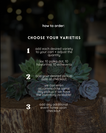 succulent & mini plant favors - bulk