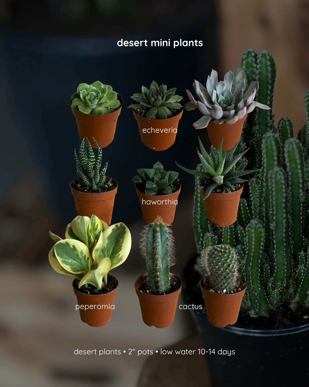 mini plant 2" - store pickup only
