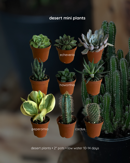 mini plant 2" - store pickup only