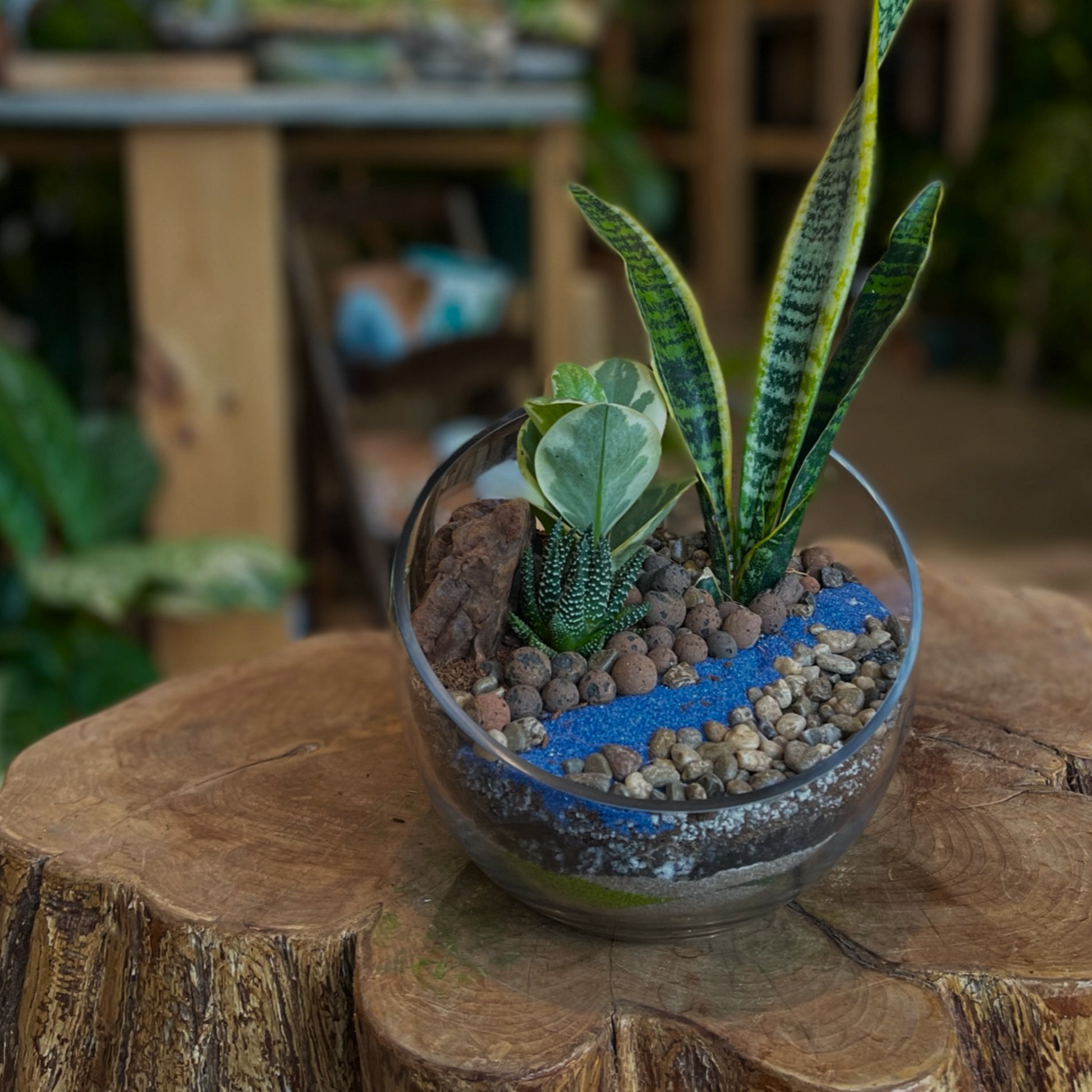 A small glass terrarium planter holding three green succulent plants, filled with soil, pebbles, and a blue decorative accent, displayed on a rustic wooden log in a blurred indoor setting.