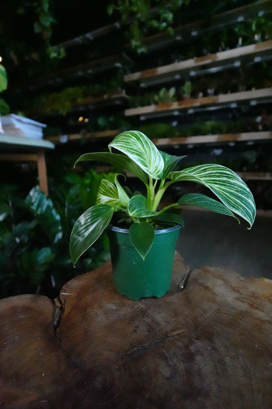 Philodendron Birkin 4"