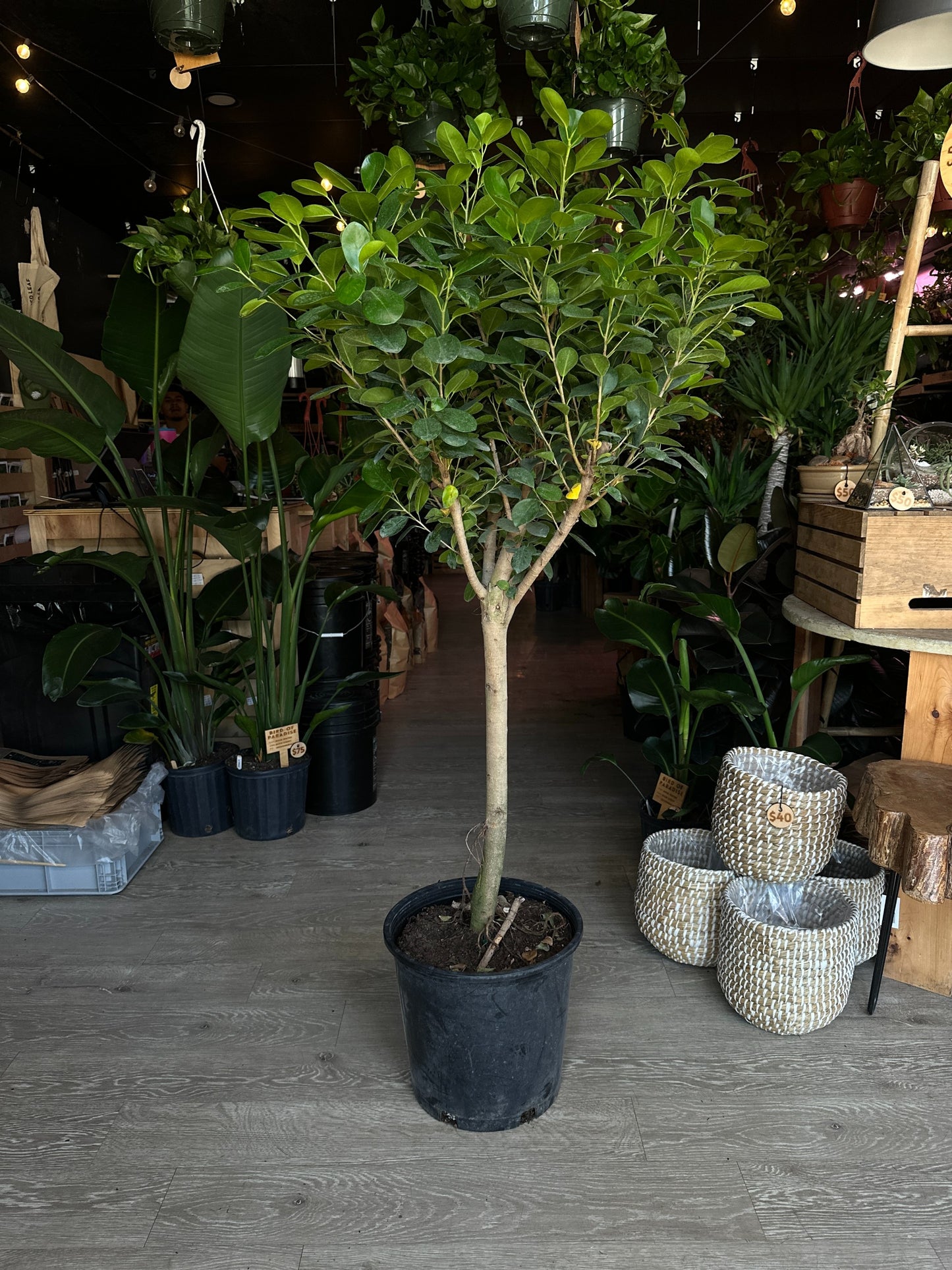 Ficus Moclame 14”
