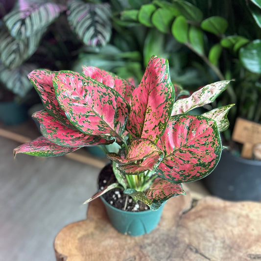 Aglaonema Red Valentine 5"