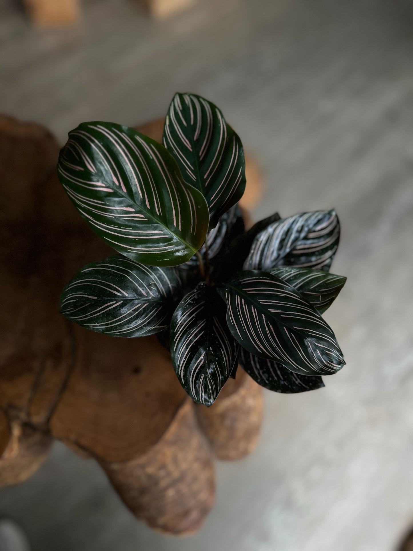 Calathea Ornata (Pinstripe) 4"