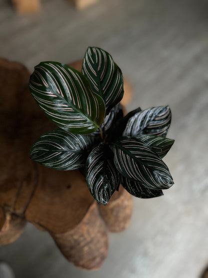 Calathea Ornata (Pinstripe) 4"