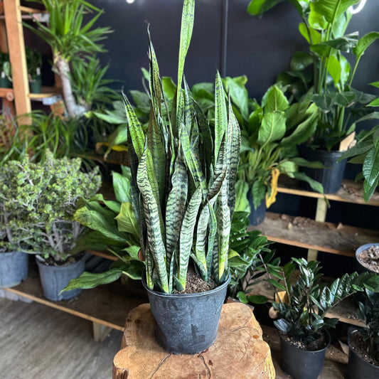 Sansevieria Zeylanica (Green Snake) 10"